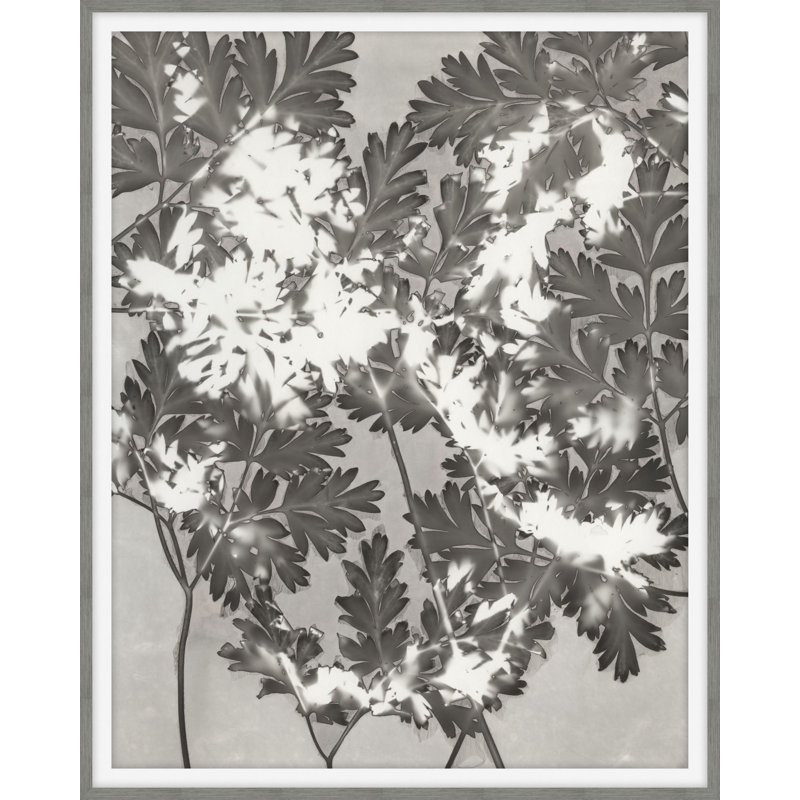 Plants & Flowers Print by Darrell Kincer, 27.75" H x 22.75" W