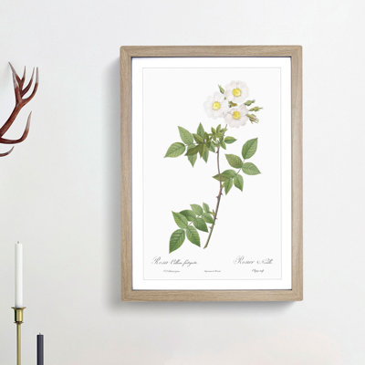 White Collina Rose by Pierre-Joseph Redoute - Picture Frame Art Prints