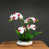 Blanc/rouge
