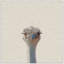 Grumpy Ostrich II - Drawing on Canvas-557756861