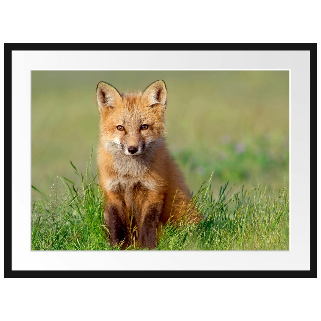 Gerahmtes Poster Kleiner Fuchs