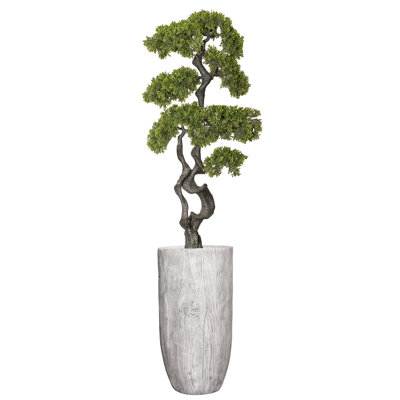 Panama Bonsai en pot