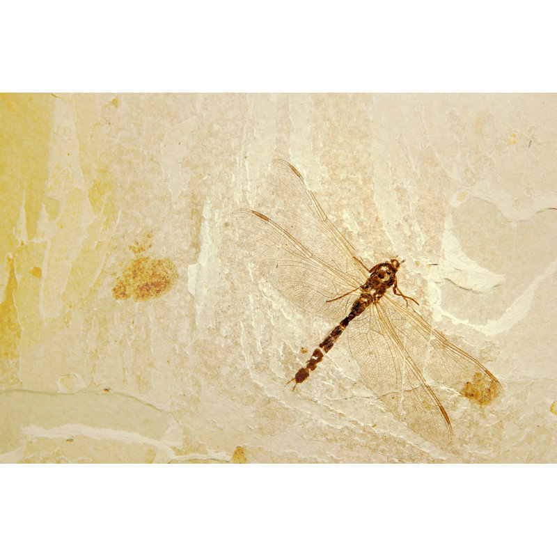 Fossil Insect par Hidesy, H 32 po x l 48 po