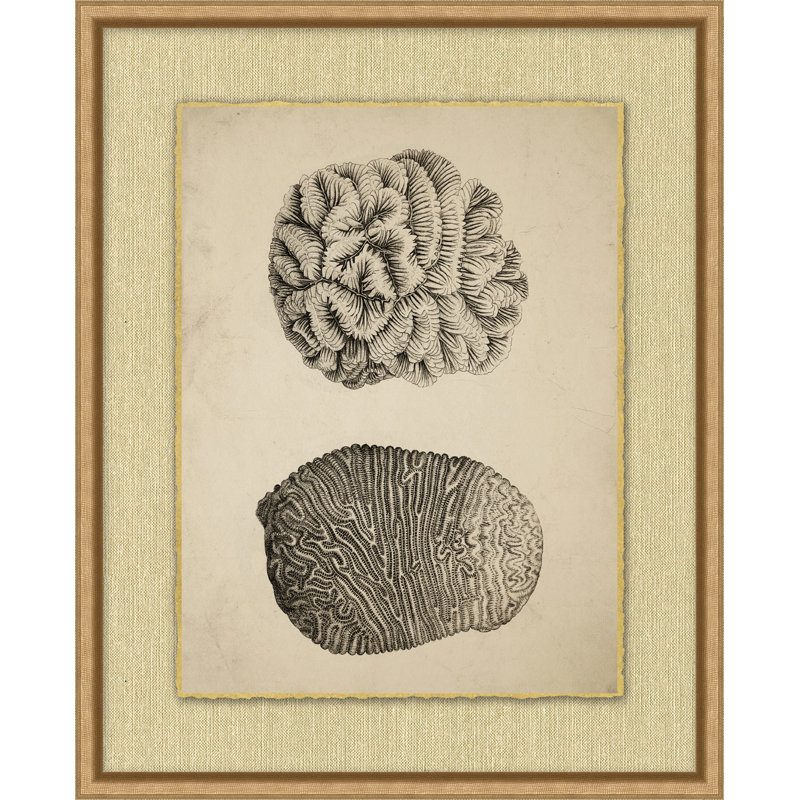 Sepia Sealife 5 Print