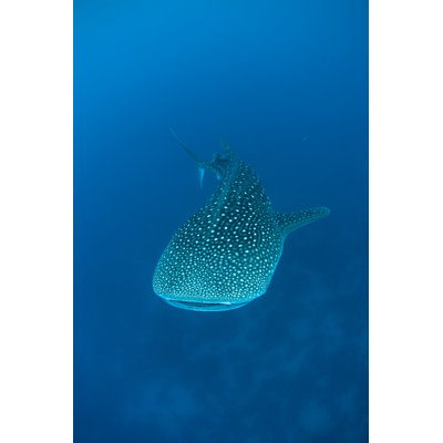 " Whale Shark Swimming " by Velvetfish