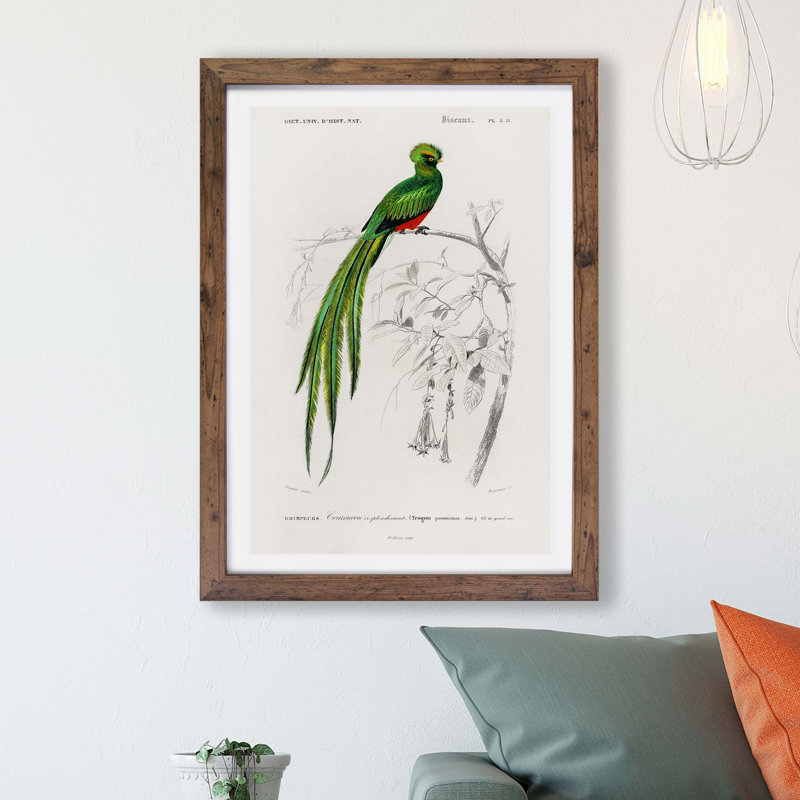 Pavonine Quetzal Bird by Charles d Orbigny - Framed Print, 45cm H x 33cm W x 2cm D, Walnut