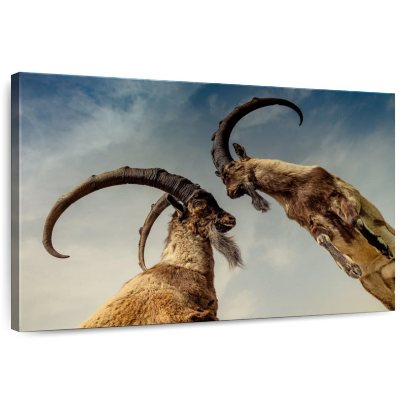 Brampt Goat Clash, 24" H x 36" W