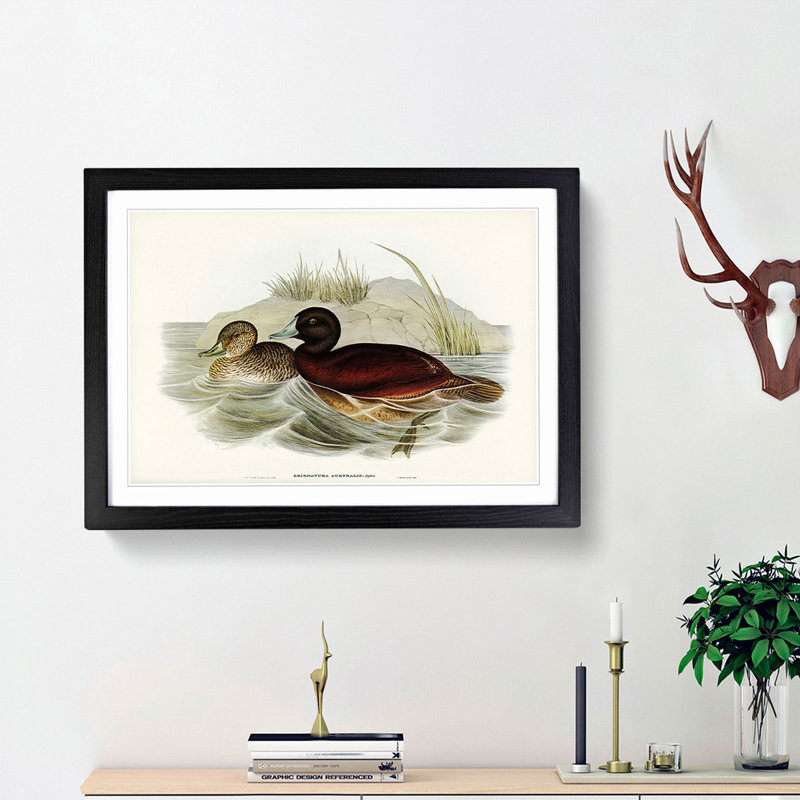 Blue Billed Duck by Elizabeth Gould - Picture Frame Painting Print, 36cm H x 48cm W x 2cm D, Black Framed