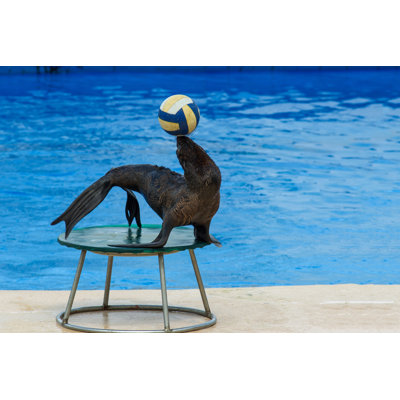 Fur Seal With Ball by Digitalr - Wrapped Canvas Print