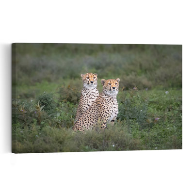 Watchful Cheetah Pair Serene Contemporary Cat Nature Wildlife Wall Art Print