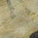 Premium Machine Washable Varroville AMF1717 Animal Rug