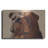 " Bulldog " by Thomas Fluharty