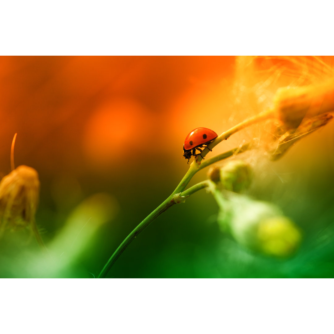 Marienkäfer auf Wildblume sitzend von Pawel.Gaul - Kunstdrucke auf Leinwand