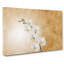 White Orchid Flowers - Wrapped Canvas Print-56643694