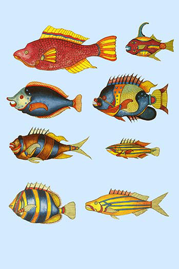 Curiosités des poissons des indes-impression d’art graphique, H 42 po x l 28 po x P 1,5 po