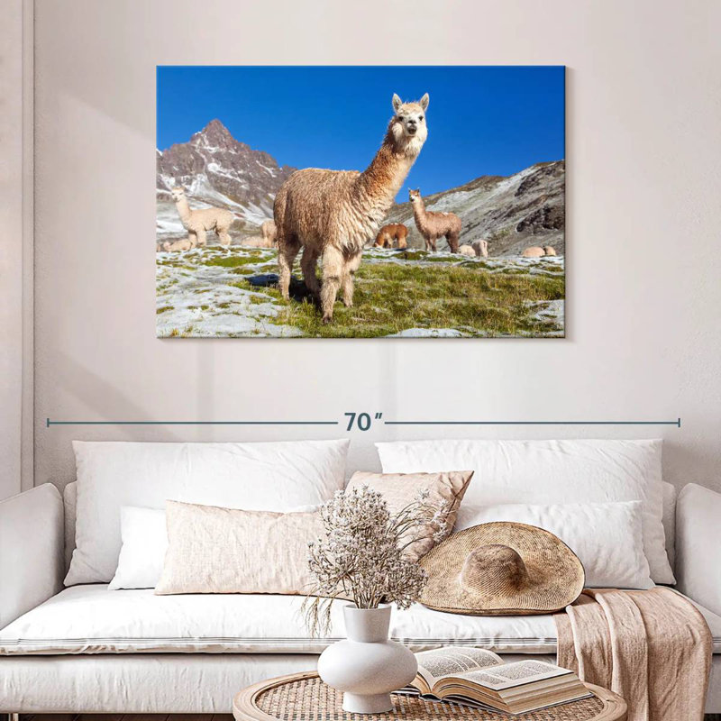 Brampt Woolly Andes Llamas