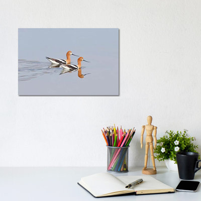 Swimming Avocets by Brian Wolf - Wrapped Canvas Print