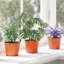 Nursery Pot-178463900-178463901
