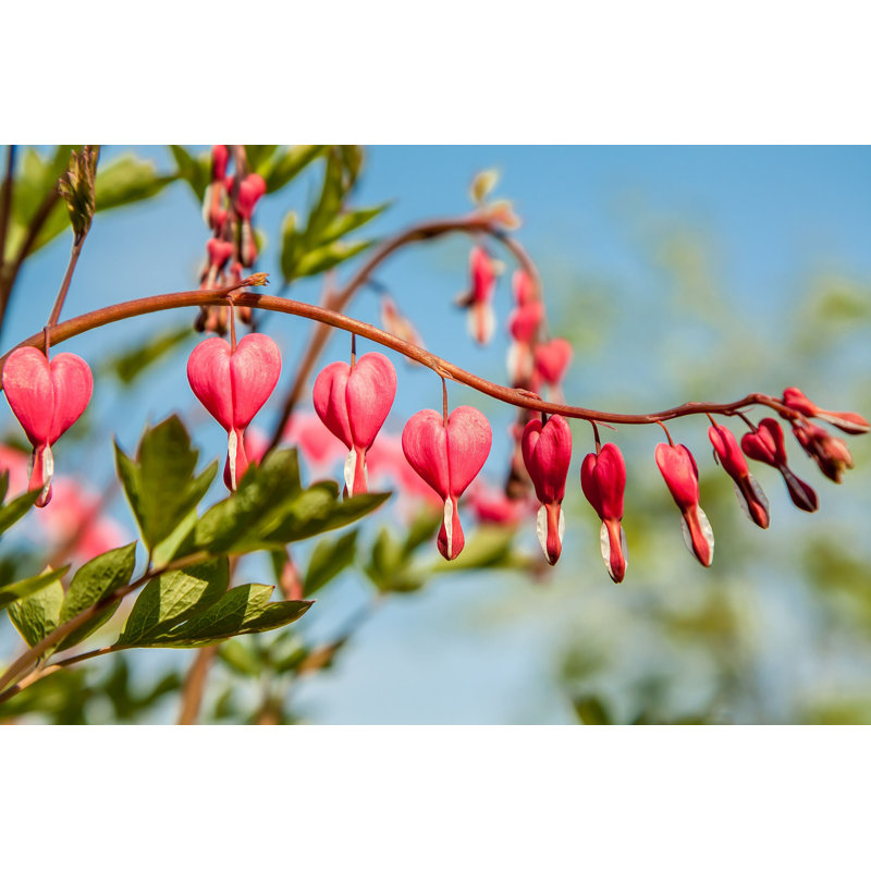 " Bleeding Heart Flower ", 8" H x 12" W  