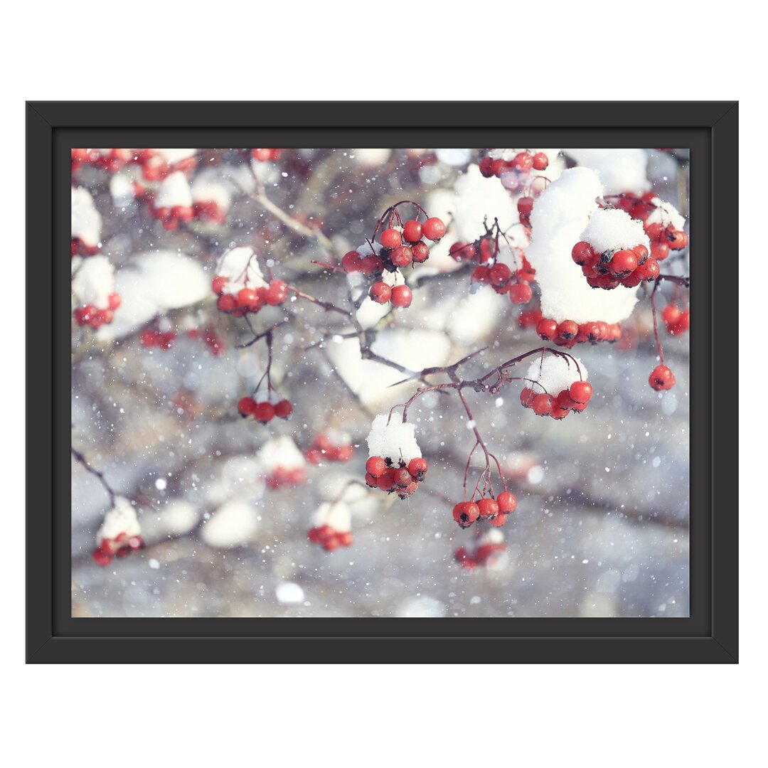 Gerahmtes Wandbild Vogelbeeren mit Schnee bedeckt