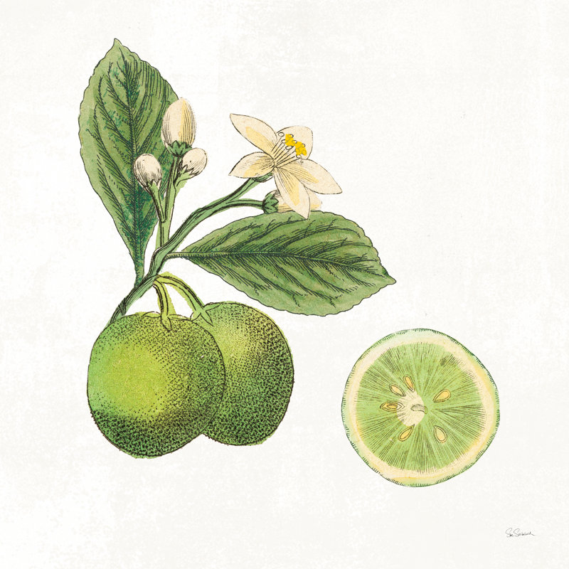 Classic Citrus III 1 Piece Wrapped Canvas Wall Art, 76cm H x 76cm W
