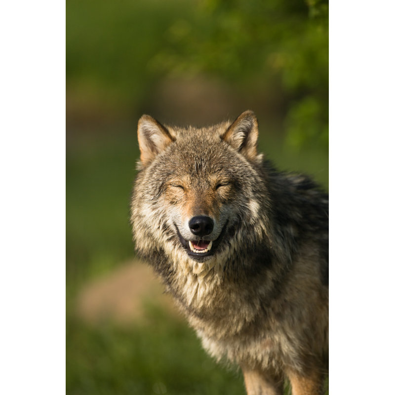 Smiling Grey Wolf by Jimkruger - Wrapped Canvas Print, 30cm H x 20cm W x 3.8cm D
