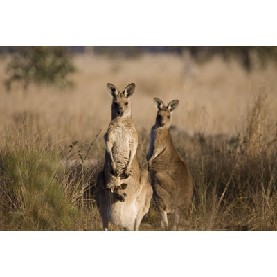 " Kangaroos With Joey " by Djdavis