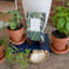 Spice Oils & Scents