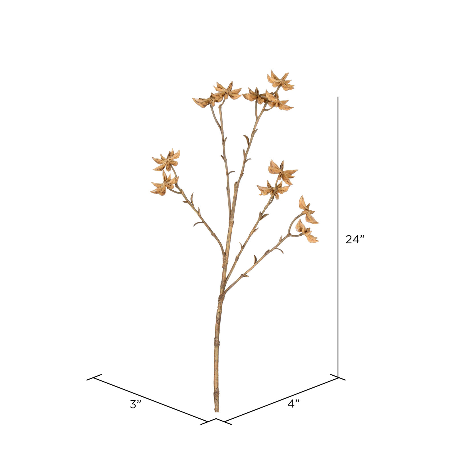 Illicium Verum Stems