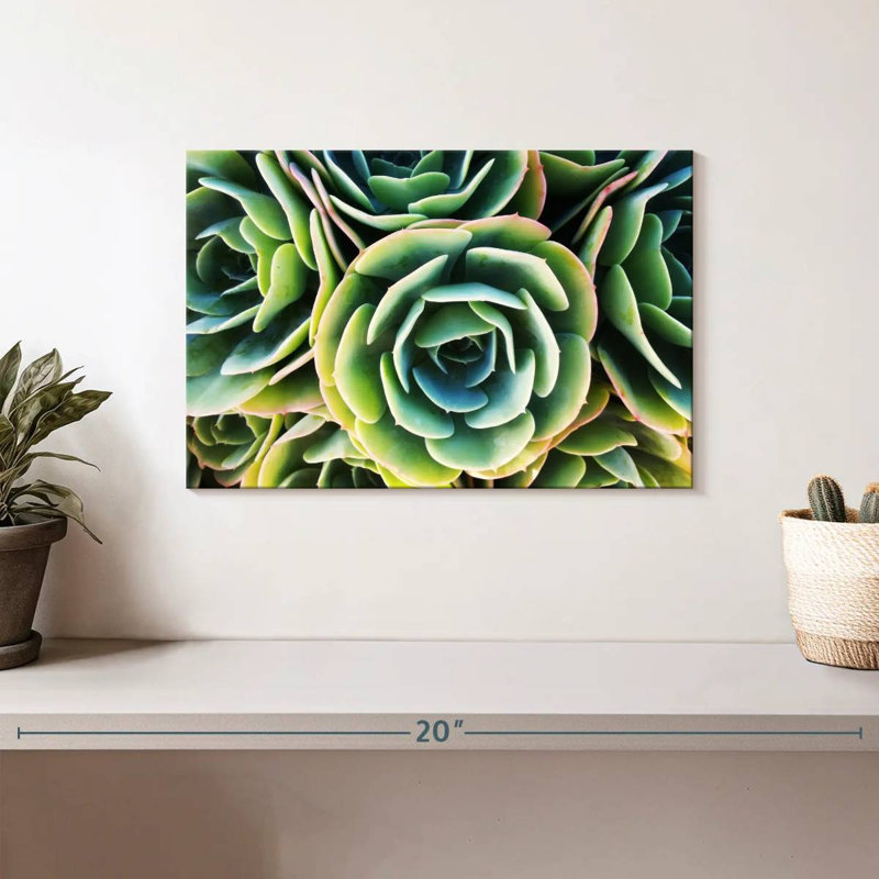 Harnek Succulent Rose, 8" H x 12" W