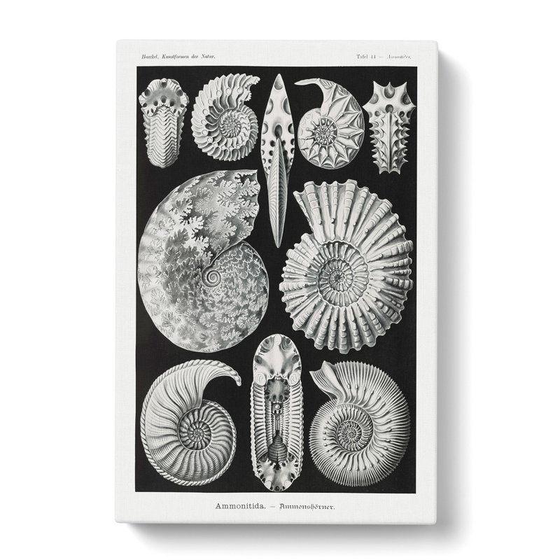 Seashells Ammonitida by Ernst Haeckel - Wrapped Canvas, 60cm H x 40cm W x 3cm D