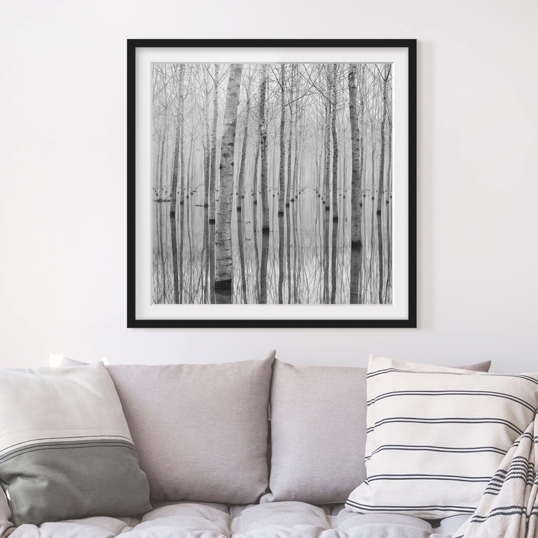 Gerahmtes Poster Birch Trees in November