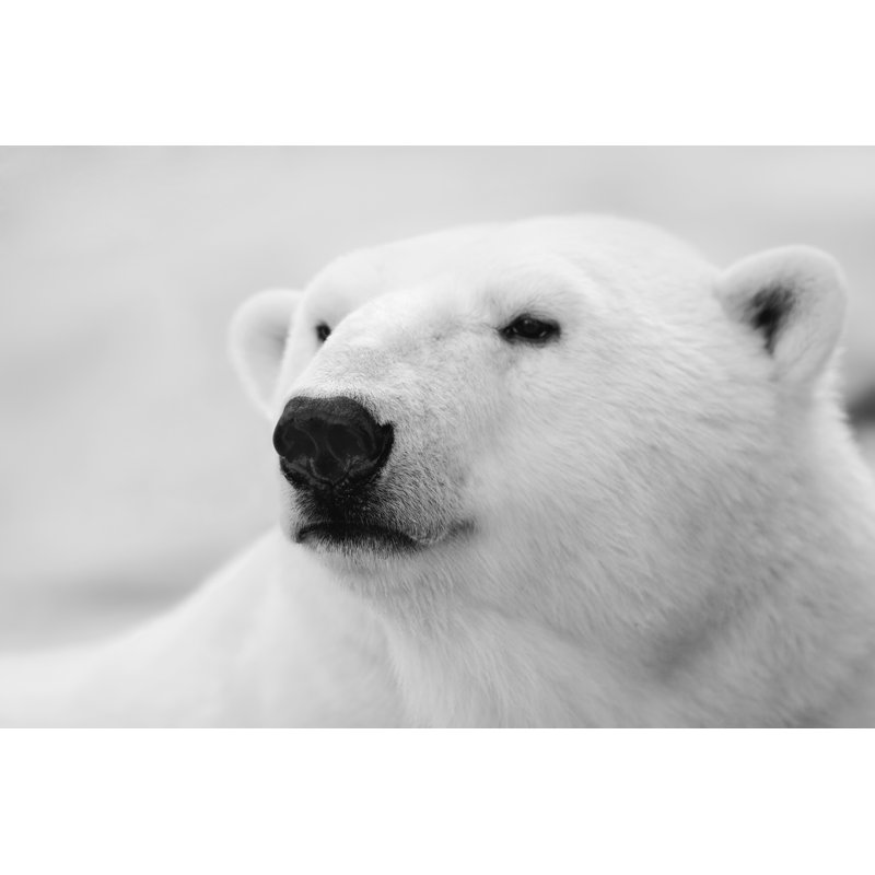 Polar Bear, Portrait by TatianaMironenko - Wrapped Canvas Print, 30cm H x 46cm W