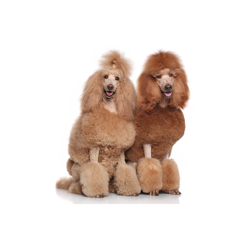 Two Standard Poodles by Fotojagodka - Wrapped Canvas Print, 20cm H x 30cm W