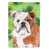 Bouledogue anglais brun / blanc