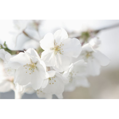 " White Dogwood Flowers "