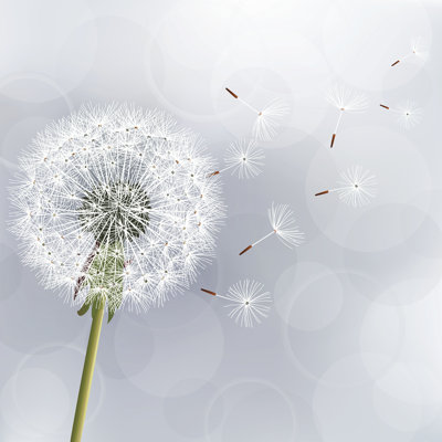 Draxler " Floral Trendy Dandelion " by Silvionka