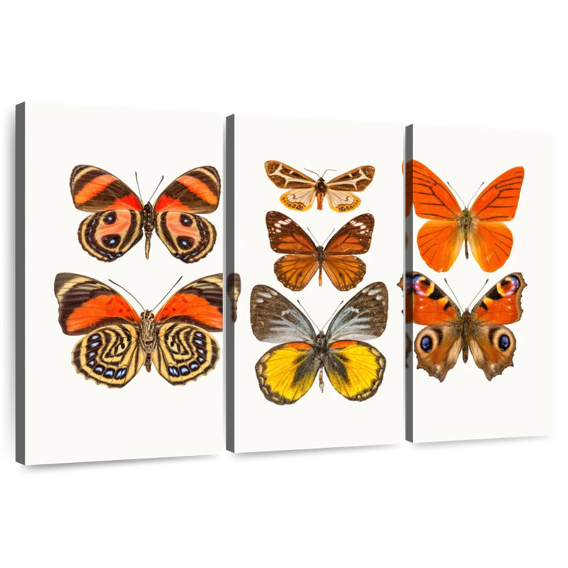 Collection de papillons oranges, H 20 po x l 33 po