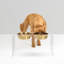 Tall Clear Elevated Feeder with Bowls-17613802