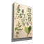 «Scrophularineae» par Art Licensing Studio, art mural sur toile