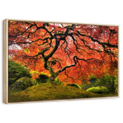 Japanese Maple