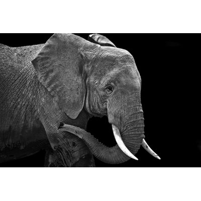 Elephant 172453314
