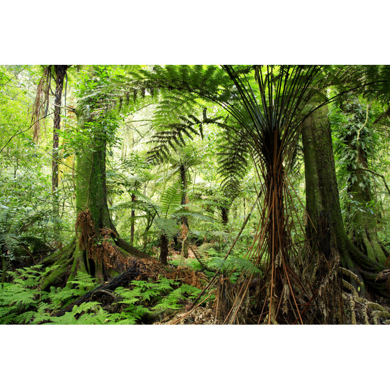 Andan " Forest " by Stillfx, 12" W x 8" H