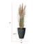 70 po Faux Pampas en pot