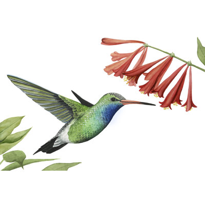 Colibri et fleur II