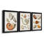 Collection de coquillages I - ensemble de 3 cadres photo sur toile-2017753909-2017753910