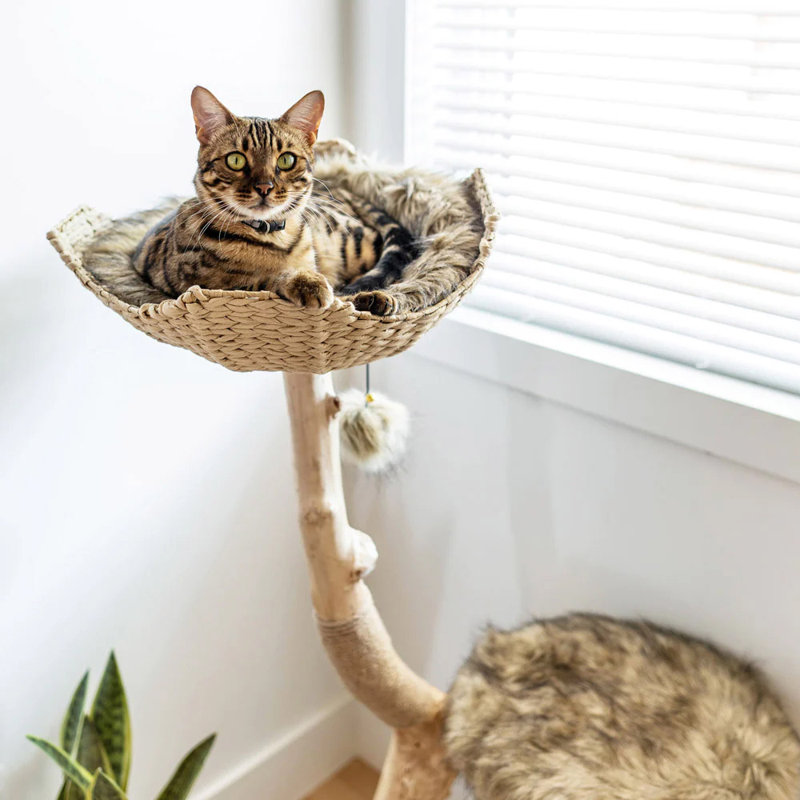Arbre à chat 43 po Lina, Marron