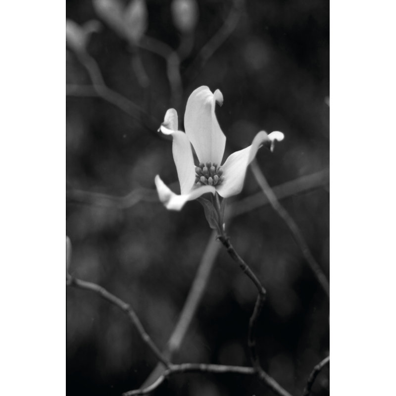 Floral Portrait V by Jeff Pica - Wrapped Canvas Art Prints, 122cm H x 81cm W