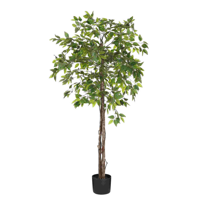 Ficus Tree