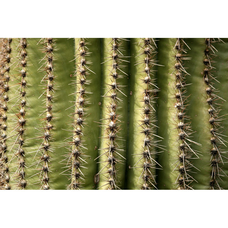 Gros plan sur un cactus Saguaro, H 8 po x l 12 po